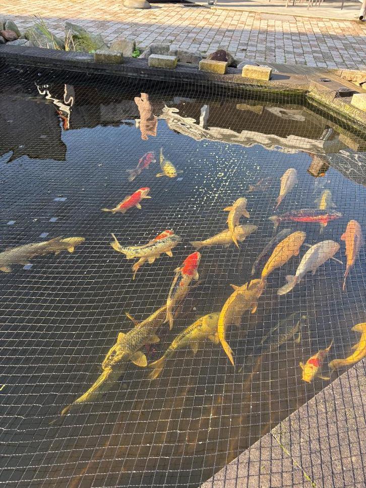 Koi vissen, Dieren en Toebehoren, Vissen | Vijvervissen, Karper of Koi