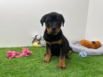 Rottweiler pups