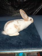 Vlinder konijnen 7weken oud is mannetjes