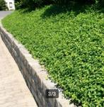 Vinca minor Alba (wit), Tuin en Terras, Planten | Tuinplanten, Ophalen, Bodembedekkers, Halfschaduw