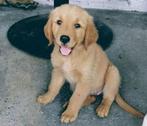 Golden Retriever, puppy, volledig gezond, Animaux & Accessoires, Enlèvement