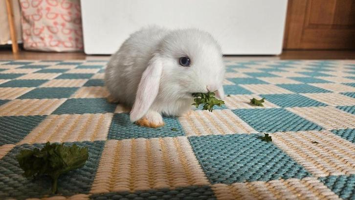 Minilop konijn, Dieren en Toebehoren, Knaagdieren en Konijnen | Hokken en Kooien, Konijn