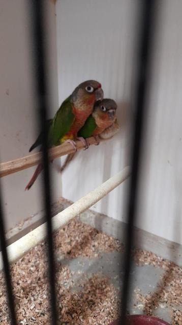 Pyrrhure/diluée, Bagué
