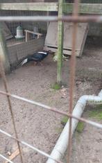 Fazanten, Dieren en Toebehoren