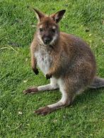 Kangourou wallaby femelle à réserver