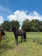 2jarige dochter van Utamaro, Merrie, Springpaard, Z, Gechipt