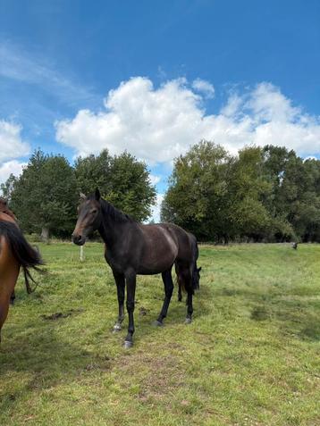 2jarige dochter van Utamaro beschikbaar voor biedingen