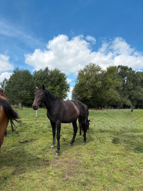 2jarige dochter van Utamaro, Dieren en Toebehoren, Paarden, Merrie, Z, 165 tot 170 cm, Springpaard, Met stamboom, Gechipt, Ontwormd