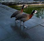 Witwangfluiteenden, Dieren en Toebehoren, Pluimvee