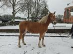 6jarige Merrie, Animaux & Accessoires, Poneys