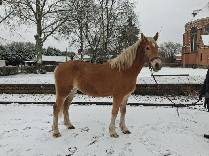 6jarige Merrie, Animaux & Accessoires, Poneys