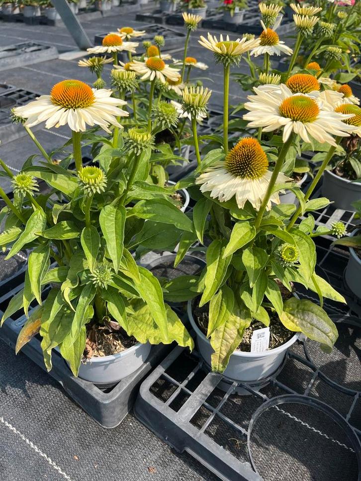 Echinacea purpurea ‘Alba’ potmaat 17cm, Tuin en Terras, Planten | Tuinplanten, Vaste plant, Volle zon, Zomer, Ophalen