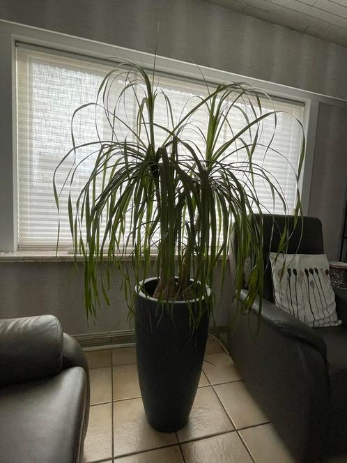 plant Olifantvoet (Beaucarnea recurvata) in pot Elho, Huis en Inrichting, Kamerplanten, Overige soorten, Groene kamerplant, In pot