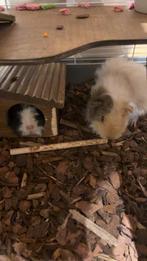 2cavia’s +kooi en eten, Dieren en Toebehoren, Mannelijk, Cavia, Tam