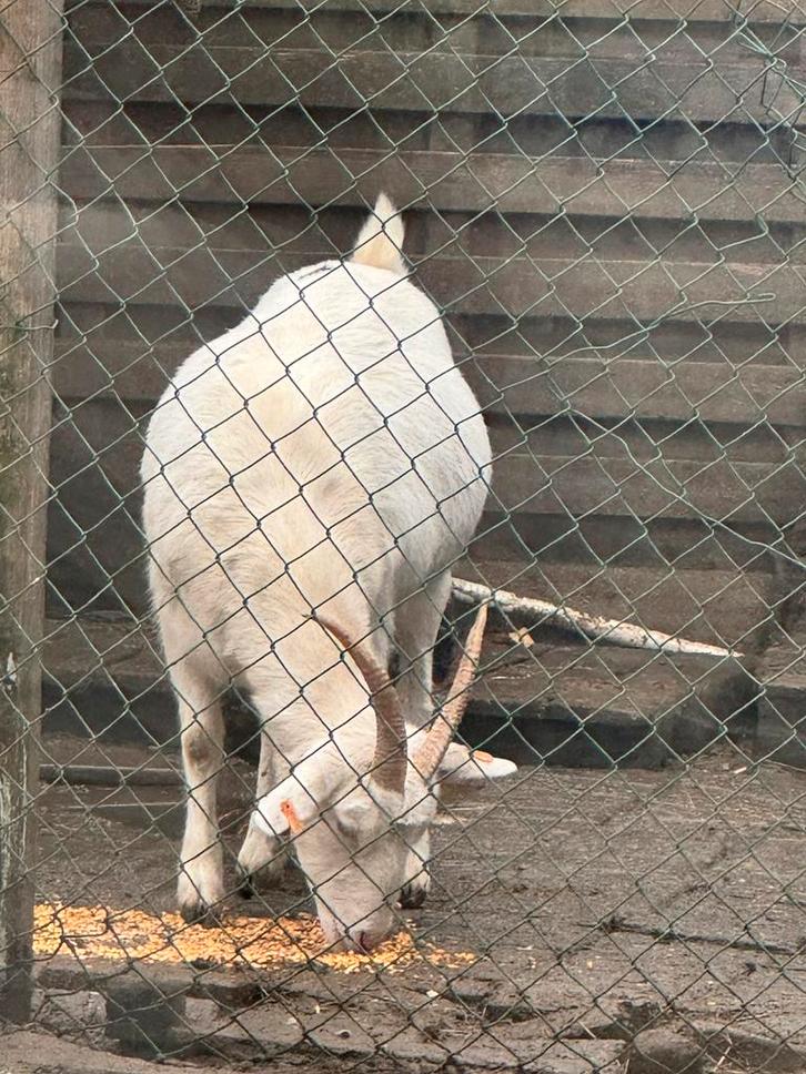 Écran Echo Show 8 (3ème Génération) - Support Réglable USB-C - Charbon