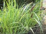 Pennisetum 'Black Beauty' en andere siergrassen, Tuin en Terras, Planten | Tuinplanten, Ophalen, Volle zon, Vaste plant, Siergrassen