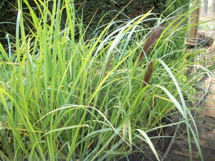 Pennisetum 'Black Beauty' en andere siergrassen, Tuin en Terras, Planten | Tuinplanten, Vaste plant, Siergrassen, Volle zon, Zomer