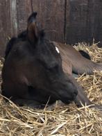 Arabische Volbloedmerrie homozygoot zwart, Dieren en Toebehoren, Paarden, Merrie, Minder dan 160 cm, Gechipt, L