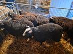Zwartbles ooilammeren, Dieren en Toebehoren