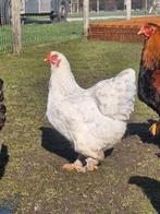 Brahma hen isabel, Dieren en Toebehoren