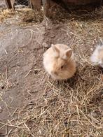 Dwergkonijn Leeuwenkopje - bijna 7 weken, Dieren en Toebehoren, Konijnen, Mannelijk, Dwerg, 0 tot 2 jaar