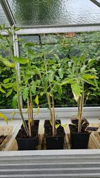 3 tomatenplanten Coeur de Boeuf, Ophalen