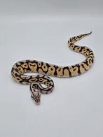 Python Super Pastel Spotnose Het Desert Ghost 50% Het Clown, Dieren en Toebehoren, Slang, 0 tot 2 jaar, Tam