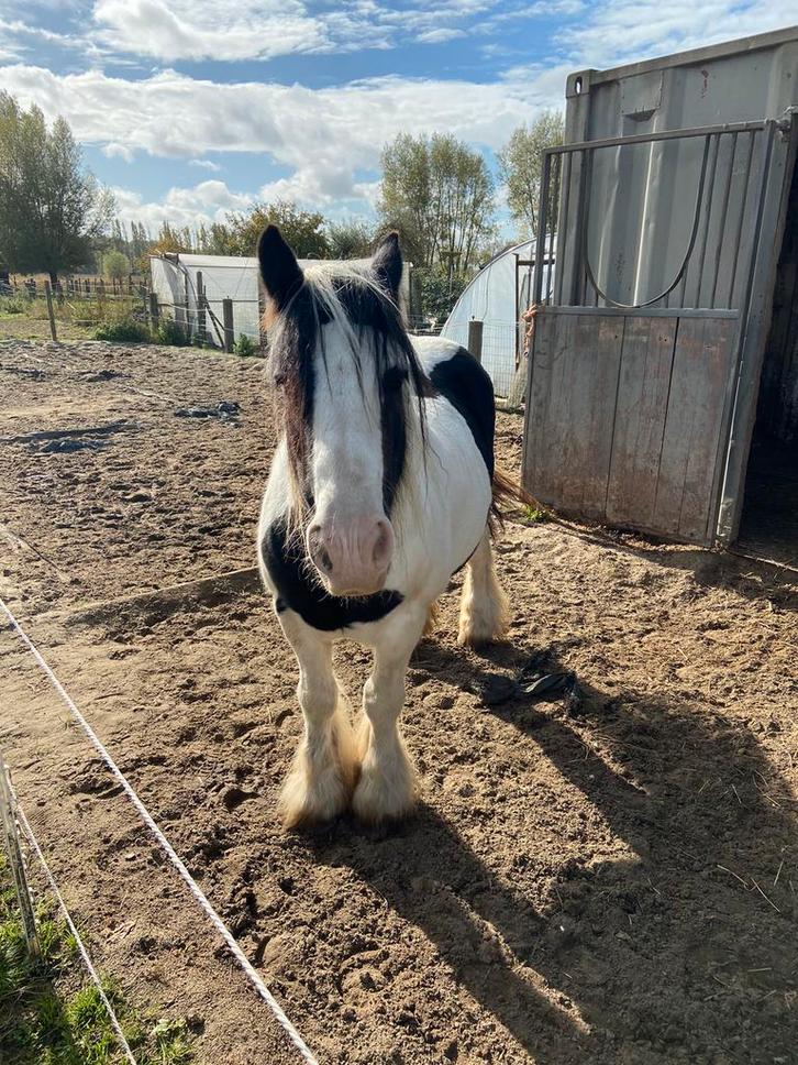 Tinker merrie, Dieren en Toebehoren, Paarden, Merrie, Zadelmak, Minder dan 160 cm, 11 jaar of ouder, Recreatiepaard, Gechipt, Ontwormd