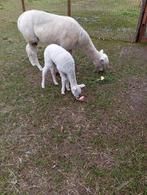 Alpaca merrie, Dieren en Toebehoren, Overige Dieren