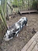 varkens Götringer ras twee mannetjes, Mannelijk, Varken, 3 tot 5 jaar