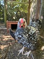 Wyandotte groothoender, Dieren en Toebehoren, Pluimvee