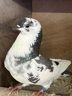 Holle kroppers blauw bont, Dieren en Toebehoren, Meerdere dieren, Kropper