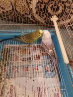 Perruche ondulée a vendre avec la cage complète, Animaux & Accessoires, Oiseaux | Perruches & Perroquets