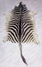 Zebravel / Zebrahuid - (Equus quagga - Equus burchelli), Maison & Meubles, Ameublement | Tapis & Moquettes, 100 à 150 cm, Afrika - Safari - Vintage