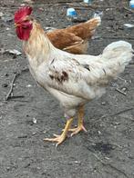 jonge haan, Dieren en Toebehoren, Pluimvee, Mannelijk, Kip