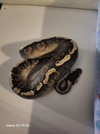 Koningspython, Serpent, 0 à 2 ans