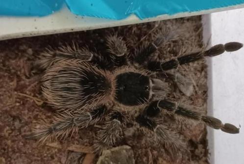 Vogelspinnen, Dieren en Toebehoren, Insecten en Spinnen, Spin of Schorpioen