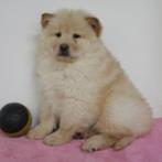 Chow Chow - Belgische pups te koop, Dieren en Toebehoren, België, CDV (hondenziekte), 8 tot 15 weken, Meerdere