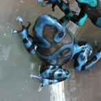 Gifkikker kikker dendrobate auratus, Amfibie, 0 tot 2 jaar