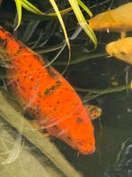 Koi Hi Utsuri 50 cm, Dieren en Toebehoren