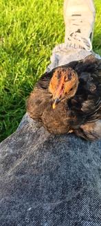 Raszuivere cochin haantjes, Dieren en Toebehoren, Pluimvee