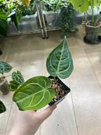 Anthurium Magnificum X, Huis en Inrichting, Kamerplanten, Ophalen of Verzenden