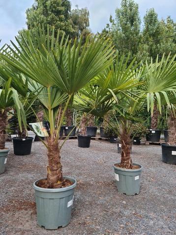 Winterharde palmboom Trachycarpus Fortunei  beschikbaar voor biedingen