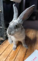 Raszuivere Duitse reuzen jongen m/v, Dieren en Toebehoren, Meerdere dieren, Groot, 0 tot 2 jaar