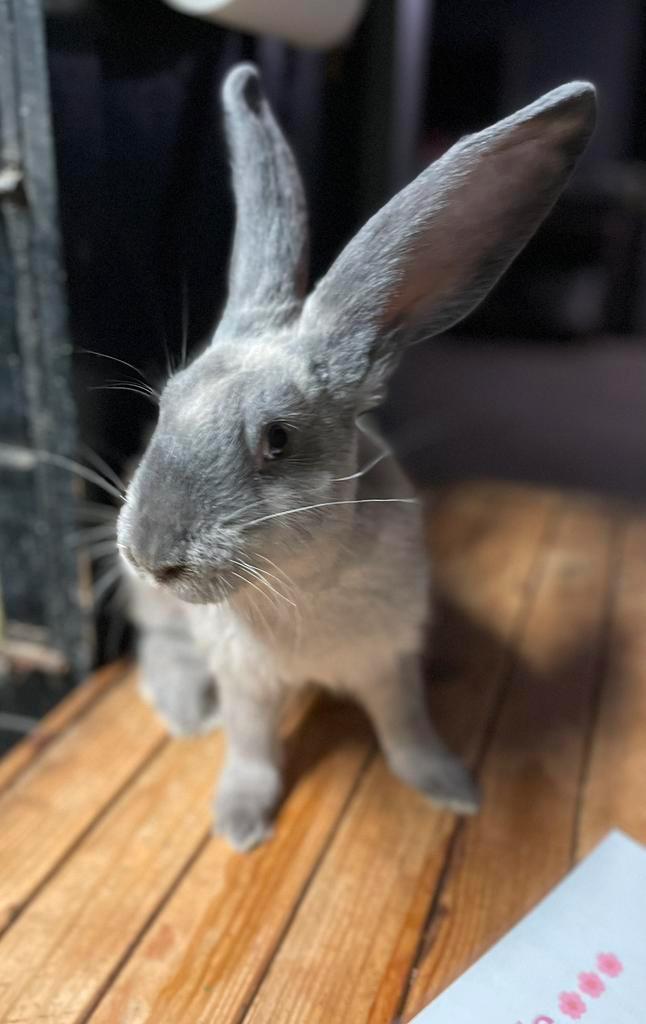 Raszuivere Duitse reuzen jongen m/v, Dieren en Toebehoren, Konijnen, Groot, Meerdere dieren, 0 tot 2 jaar