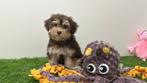 Havanezer pups, Dieren en Toebehoren, België, Overige rassen, 8 tot 15 weken, CDV (hondenziekte)