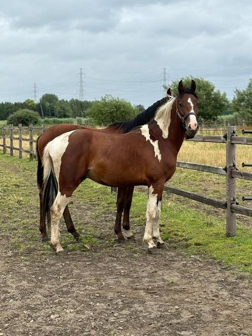 2-jarige hengst pinto, Animaux & Accessoires, Chevaux, Étalon, Ne s'applique pas, Moins de 160 cm, 0 à 2 ans, Cheval de saut, Avec pedigree