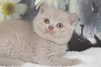 brits korthaar kittens met stamboom uit geteste ouders, Meerdere dieren, 0 tot 2 jaar, Gechipt
