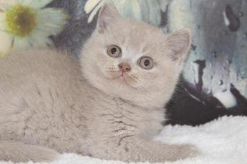 brits korthaar kittens met stamboom uit geteste ouders