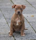 Amerikaanse Stafford pups, België, CDV (hondenziekte), 8 tot 15 weken, American Staffordshire Terriër